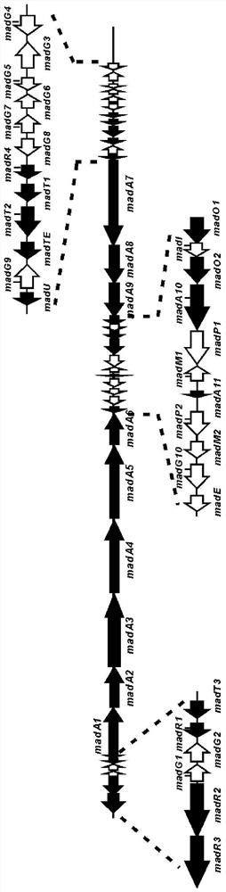 Biosynthetic gene cluster of maduramicin compound and application of biosynthetic gene cluster