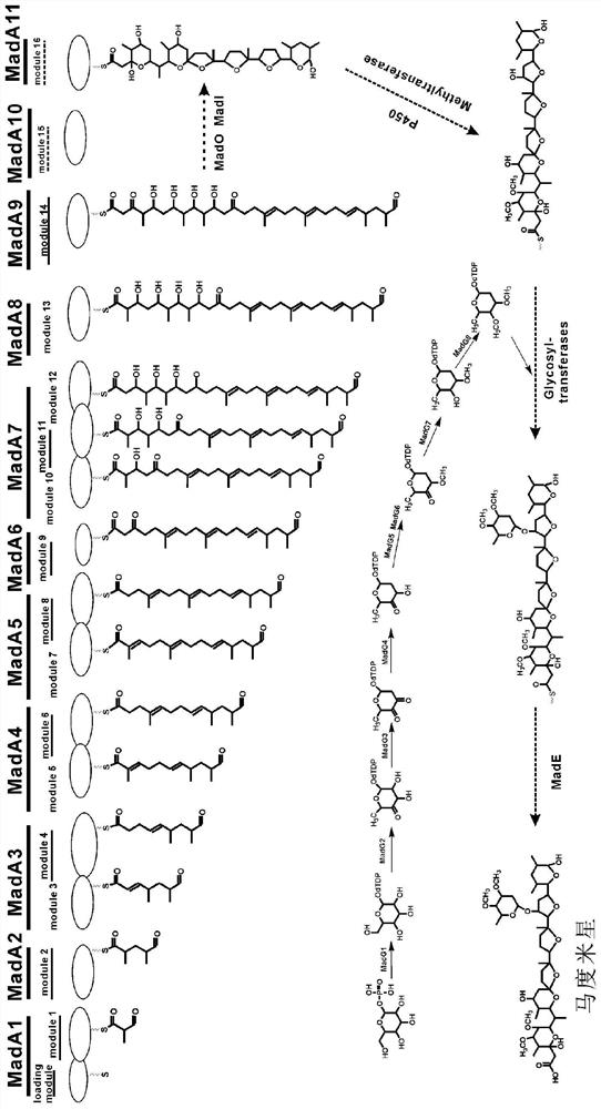 Biosynthetic gene cluster of maduramicin compound and application of biosynthetic gene cluster