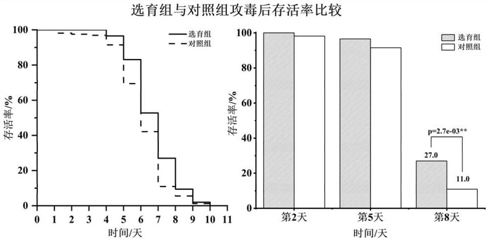 Molecular marker-assisted breeding method of large yellow croaker capable of resisting visceral white-spot disease