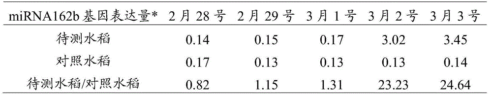 A method for early and accurate prediction of rice bacterial blight by using mirna162b gene