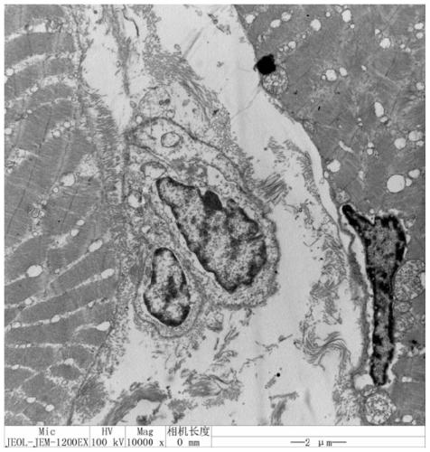 In-situ hybridization probe primer, probe and mapping method of muscle satellite cell of sebastes schlegeli