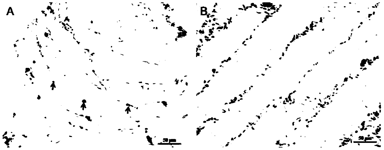 In-situ hybridization probe primer, probe and mapping method of muscle satellite cell of sebastes schlegeli