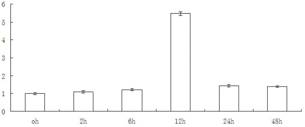 Haynaldia villosa calmodulin interacting protein kinase gene and expression vector and application thereof