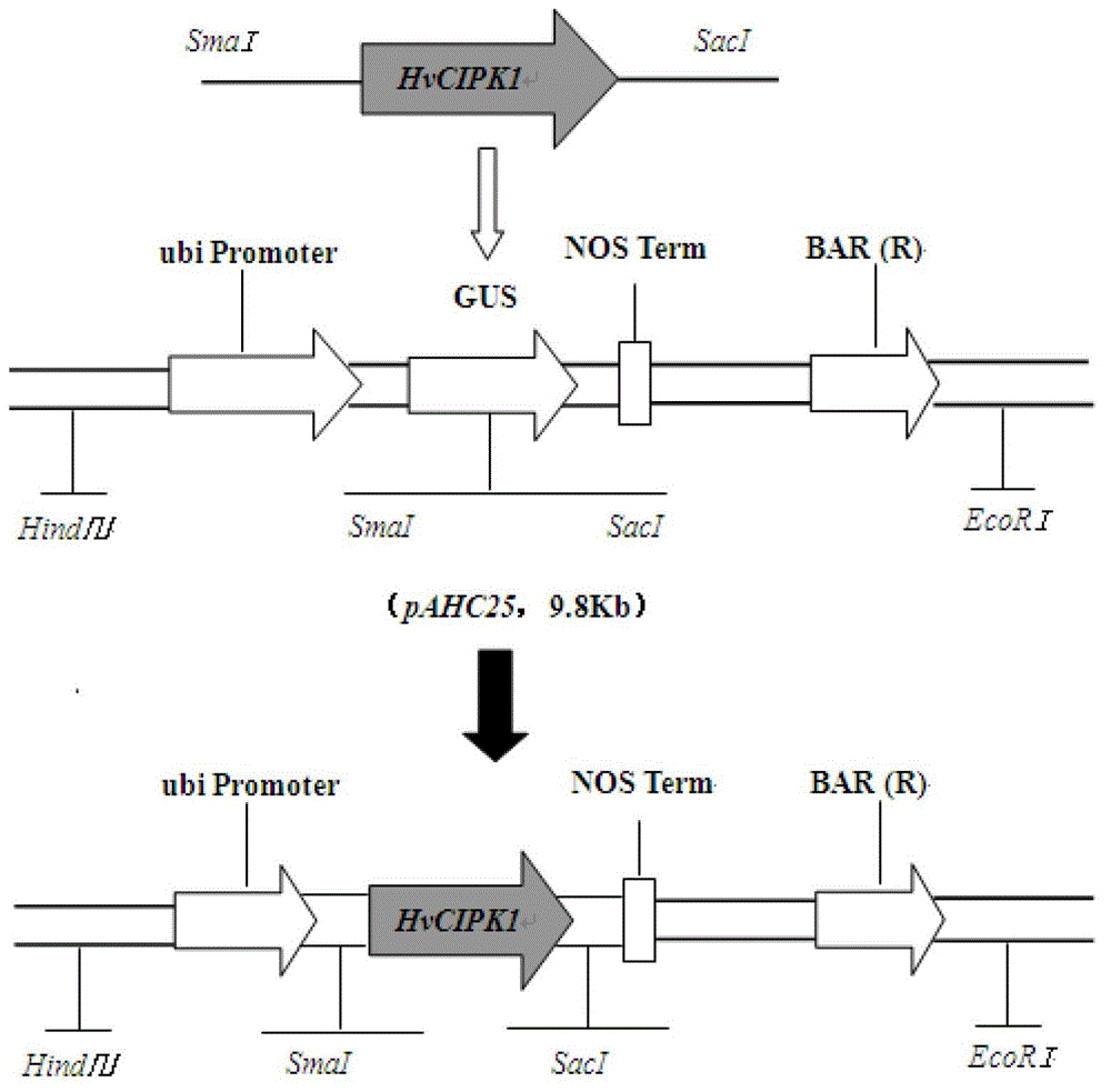 Haynaldia villosa calmodulin interacting protein kinase gene and expression vector and application thereof