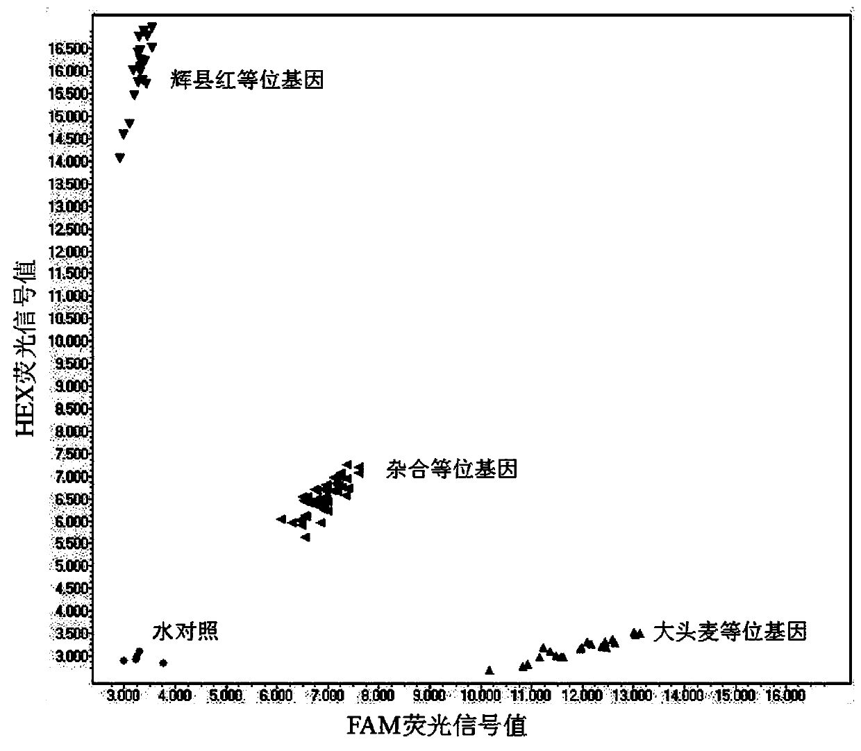 KASP marker for wheat powdery mildew resistance gene PmDTM and application of KASP marker