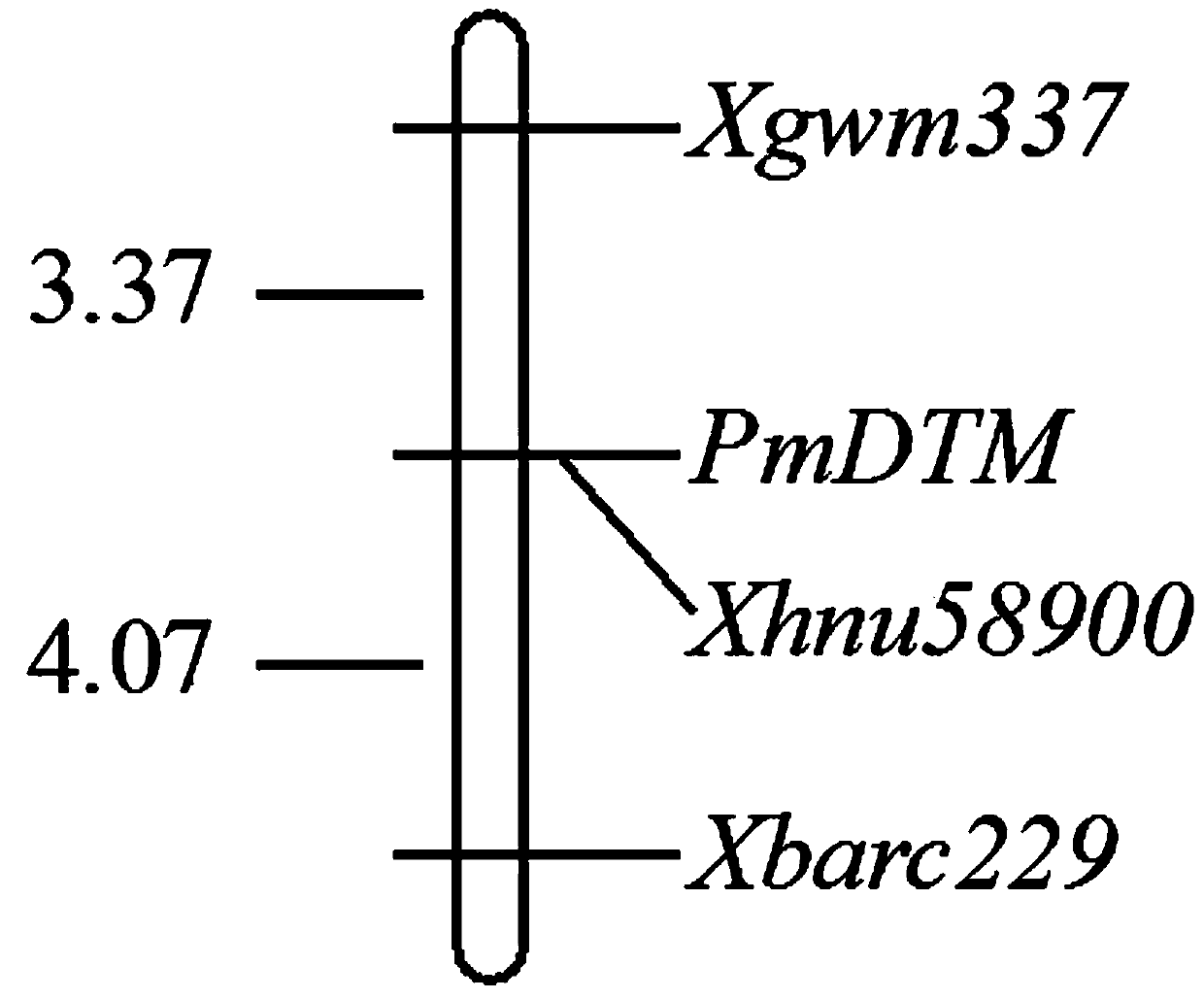 KASP marker for wheat powdery mildew resistance gene PmDTM and application of KASP marker