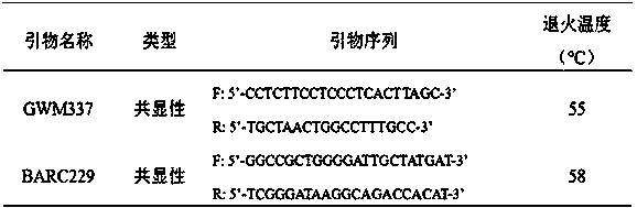 KASP marker for wheat powdery mildew resistance gene PmDTM and application of KASP marker