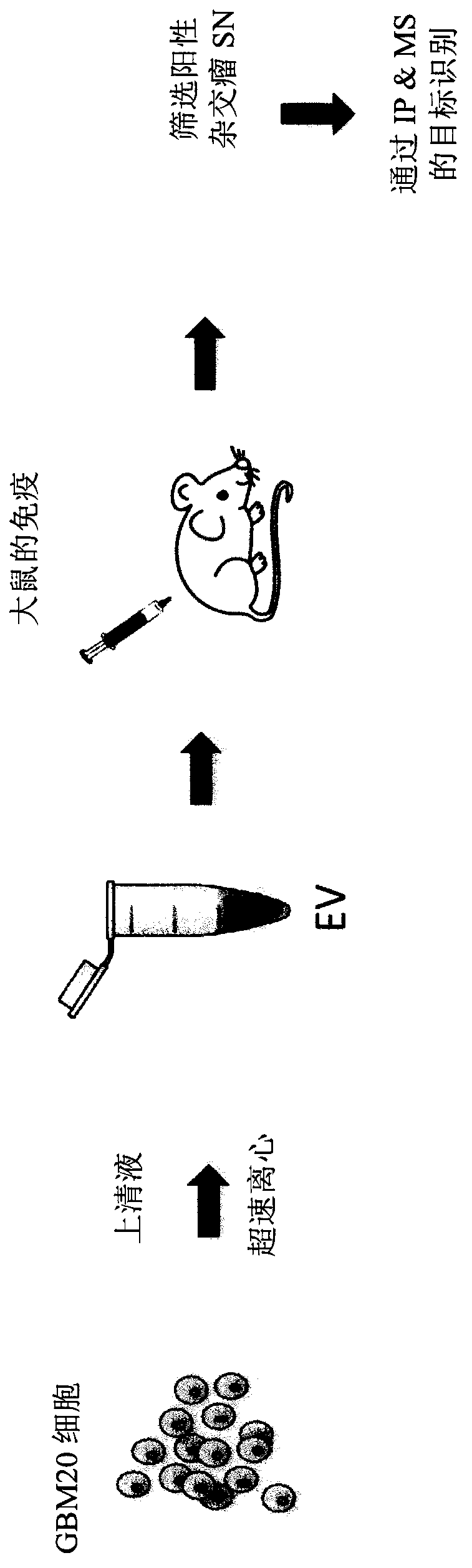 Novel cd73 antibody, preparation and uses thereof