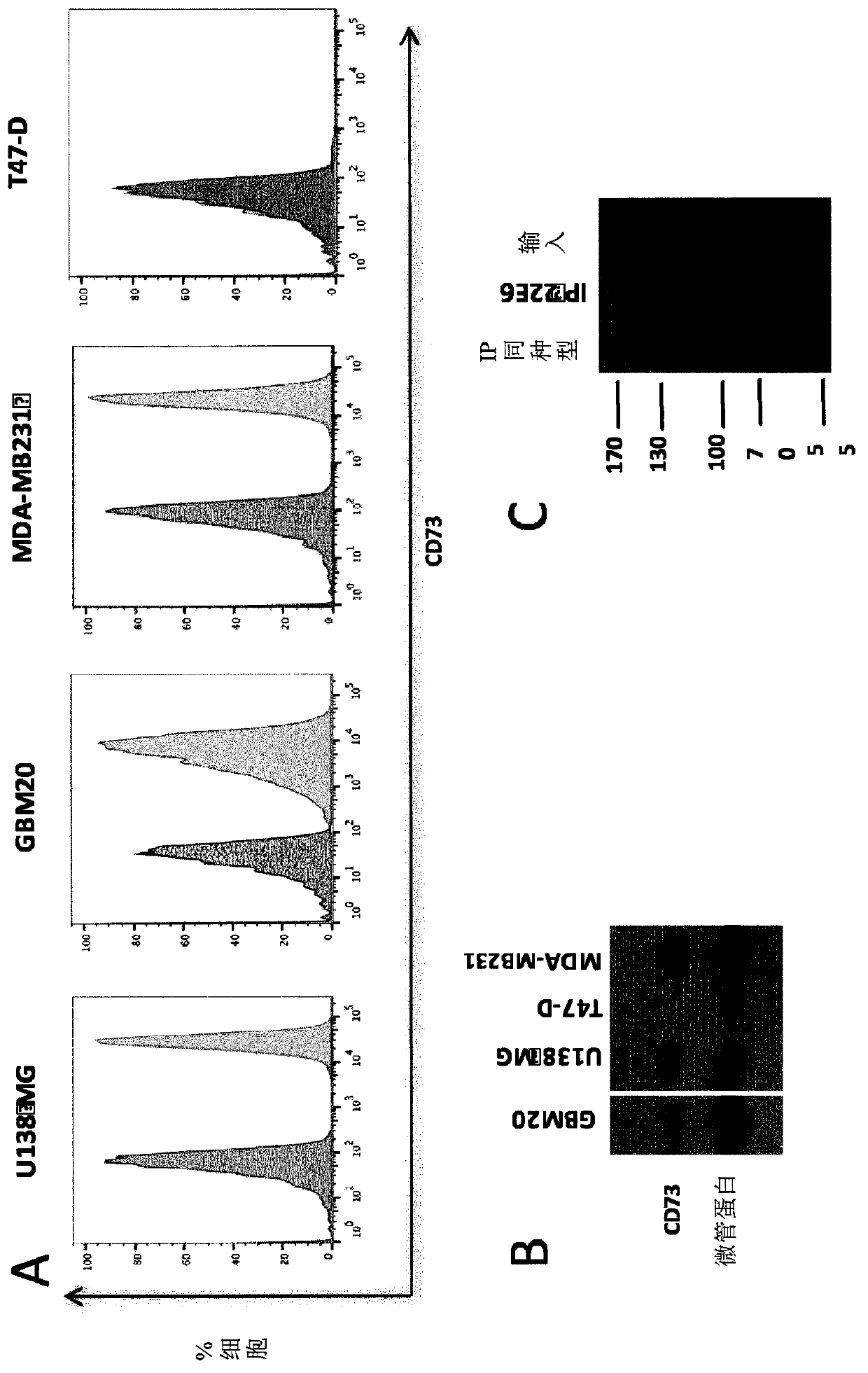 Novel cd73 antibody, preparation and uses thereof