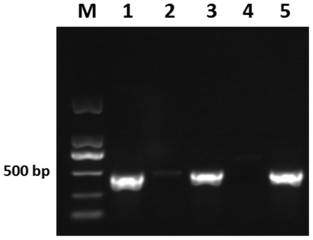 High-temperature riboflavin-producing engineering bacteria and its construction method and application