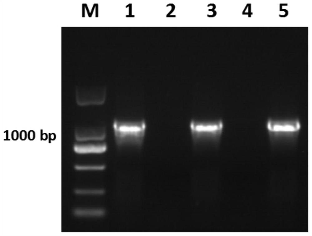 High-temperature riboflavin-producing engineering bacteria and its construction method and application