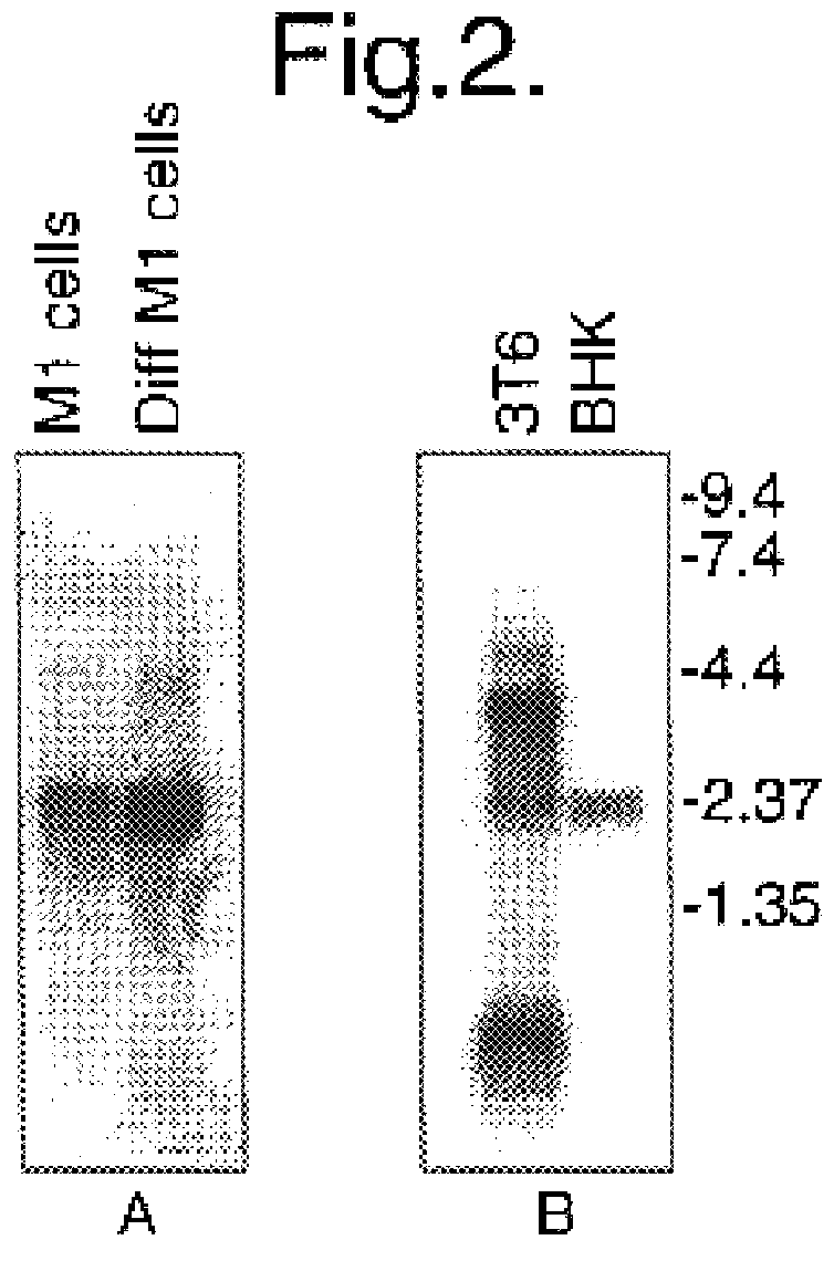 Methods for identifying cell cycle regulators