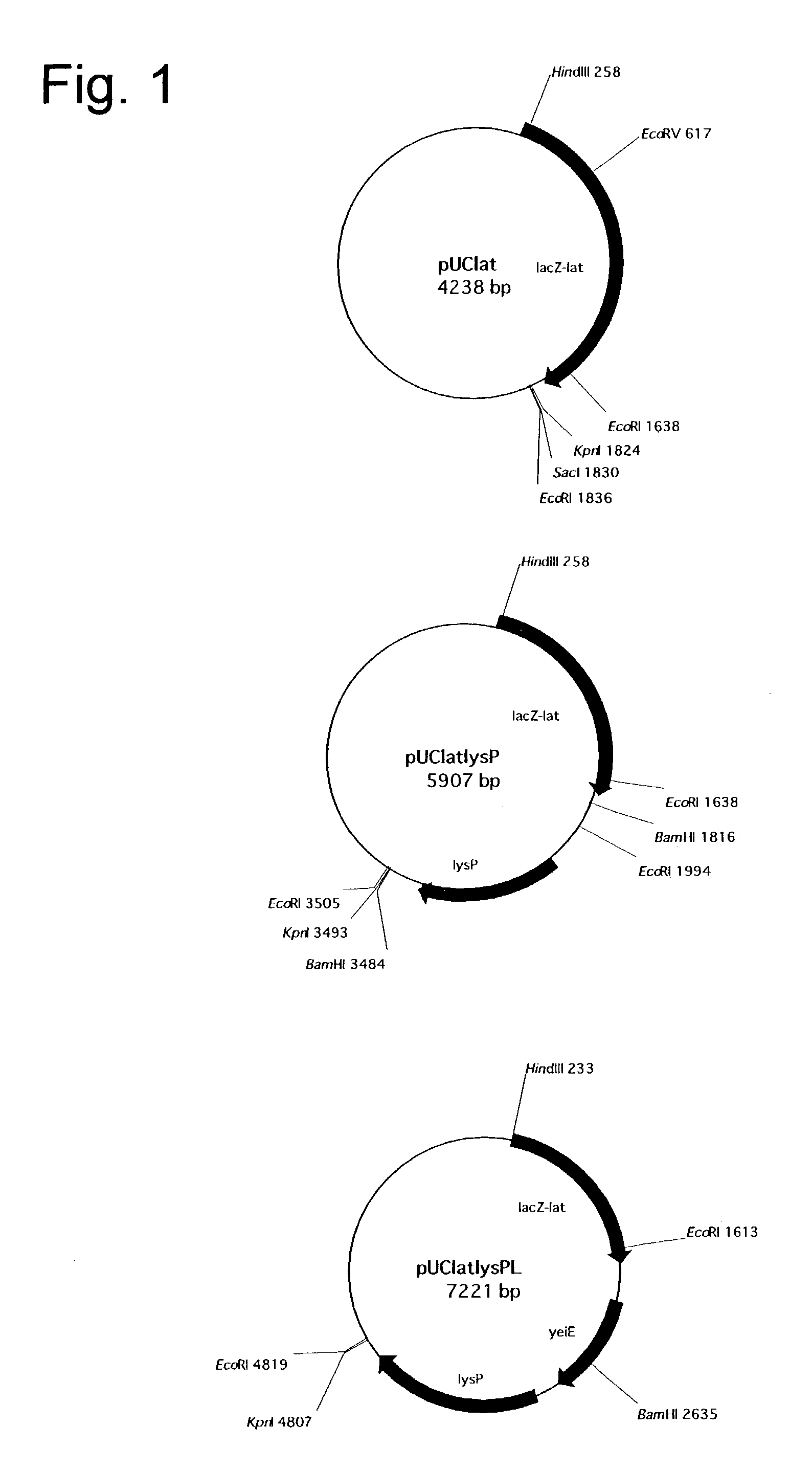 Process for the biological production of L-pipecolic acid