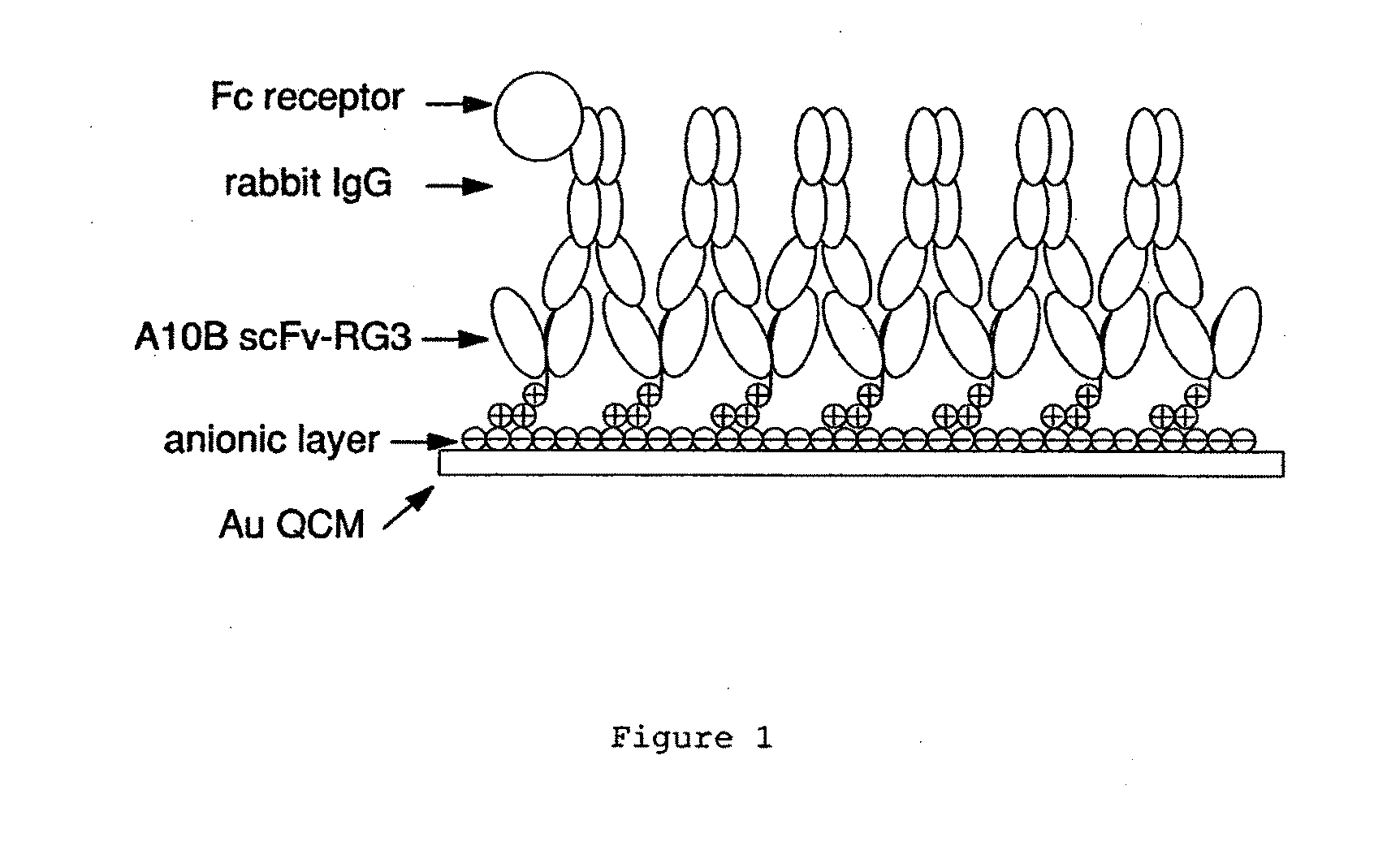 Immunosensors: scFv-linker design for surface immobilization