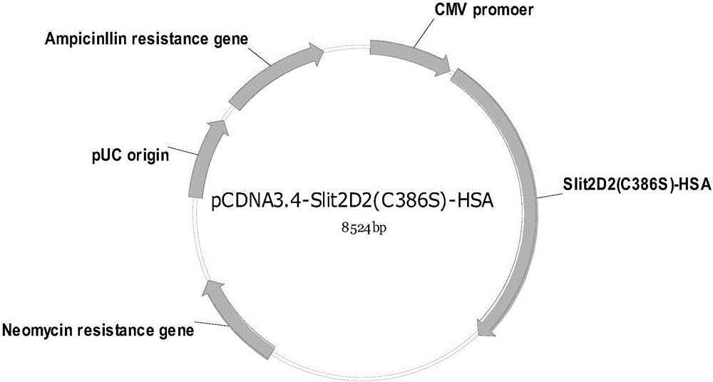 Fusion protein Slit2D2 (C386S)-HAS and application thereof in treating fibrosis diseases