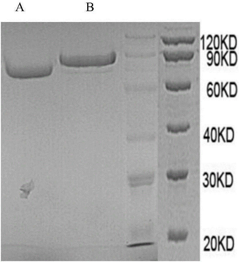 Fusion protein Slit2D2 (C386S)-HAS and application thereof in treating fibrosis diseases