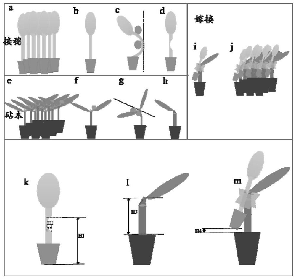 Low-carbon light-simplified attachment grafting method independent of high-humidity healing