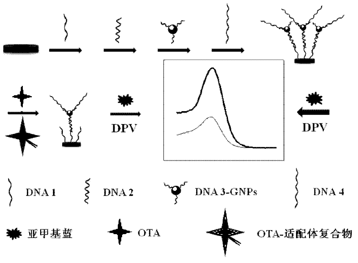 Method for detecting trace ochratoxin A (OTA) by adopting electrochemical aptamer sensor