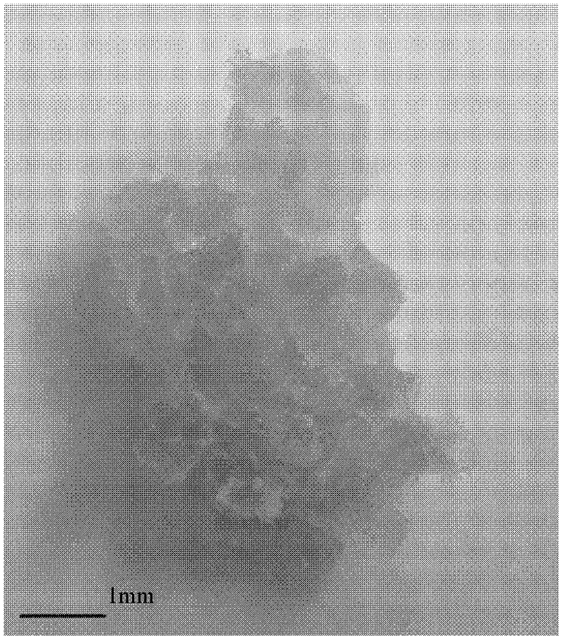 Method for breeding locust