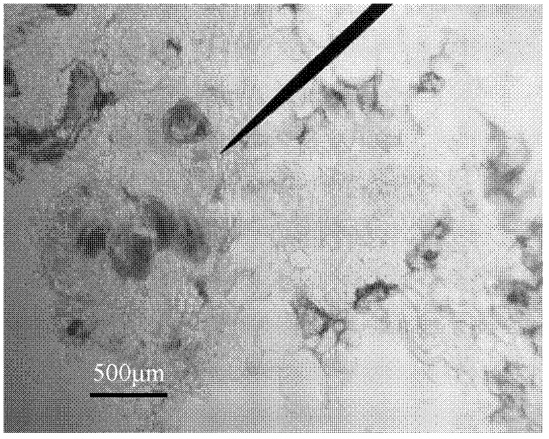 Method for breeding locust