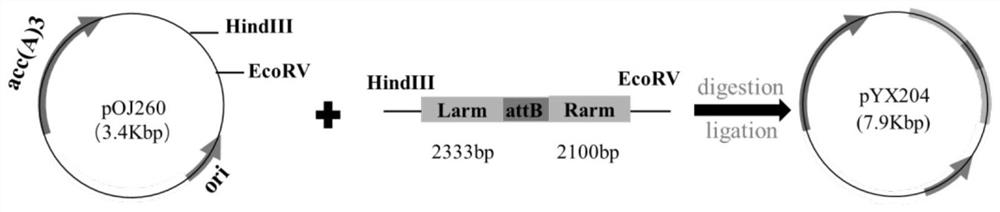 Saccharopolyspora spinosa capable of highly yielding spinosad and method for increasing spinosad yield of strain