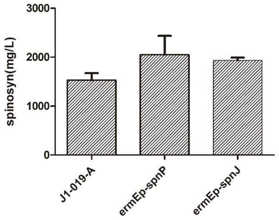 Saccharopolyspora spinosa capable of highly yielding spinosad and method for increasing spinosad yield of strain