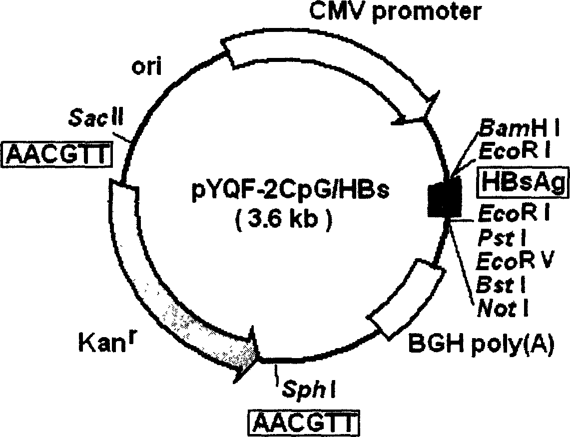 Method capable of renforving gene gun inoculation DNA Vaccine inducel cell immune response