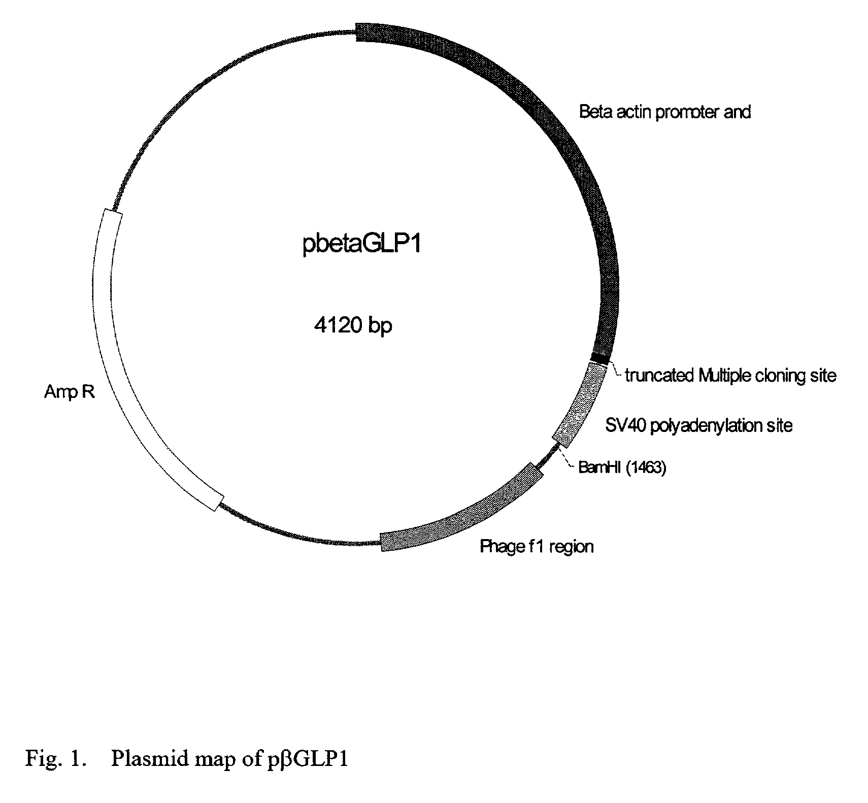 GLP-1 gene delivery for the treatment of type 2 diabetes