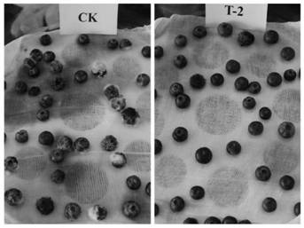 A kind of Maggi mech's yeast and its application