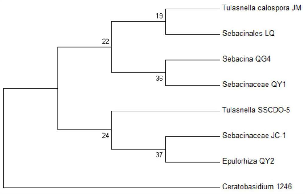 A strain of Auricularia cereus that promotes the germination of medicinal dendrobium seeds to form seedlings and its application