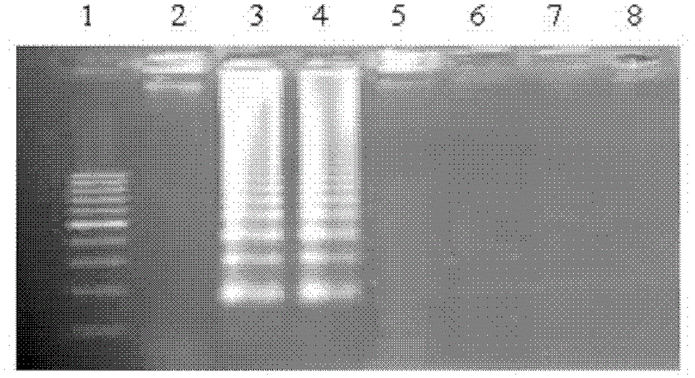 Reverse transcription-loop mediated isothermal amplification (RT-LAMP) quick detection method of citrus tristeza viruses (CTV)