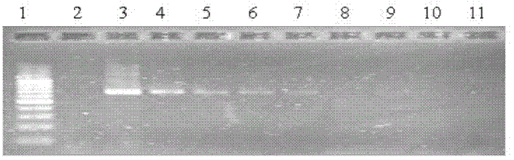 Reverse transcription-loop mediated isothermal amplification (RT-LAMP) quick detection method of citrus tristeza viruses (CTV)