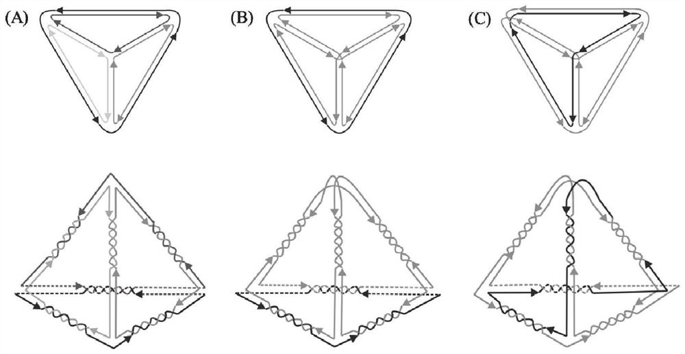 Simulation analysis method of DNA polyhedron with special branch number