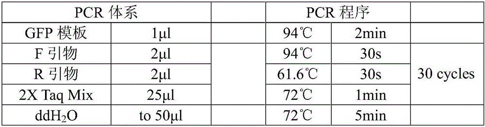 Method for expressing protein in resting spores of rhizopus stolonifer