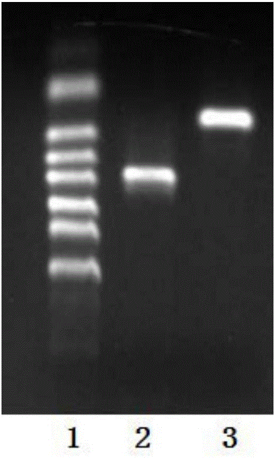 Method for expressing protein in resting spores of rhizopus stolonifer