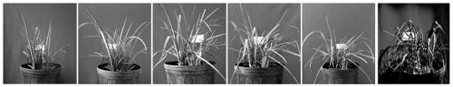 Method for screening drought-resistant hemerocallis fulva based on hemerocallis fulva leaf temperature