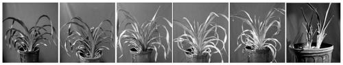 Method for screening drought-resistant hemerocallis fulva based on hemerocallis fulva leaf temperature