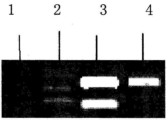 Wild ginseng and cultivated ginseng multiple polymerase chain reaction (PCR) test kit and identification method