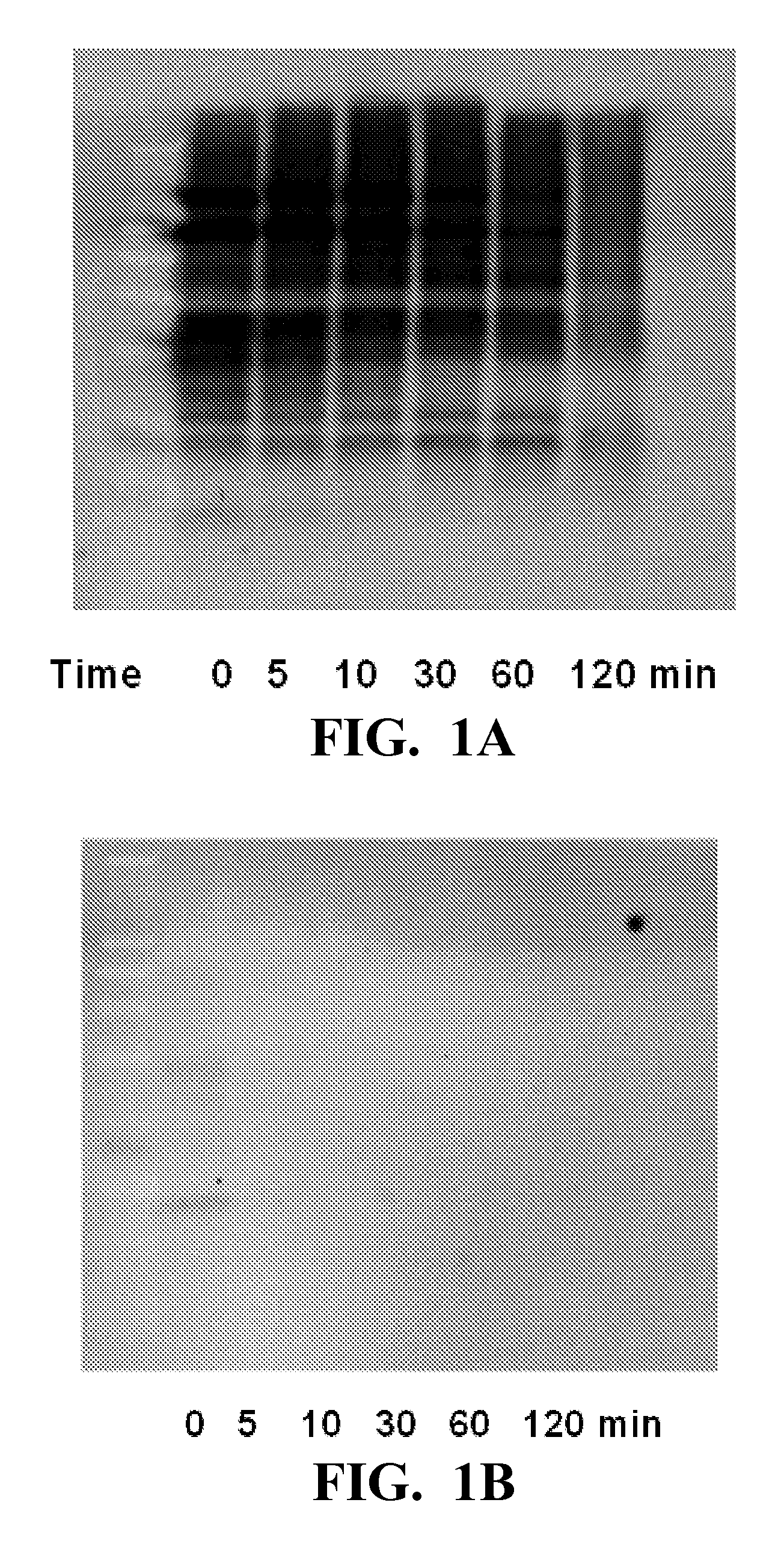 Compositions and methods for prion decontamination