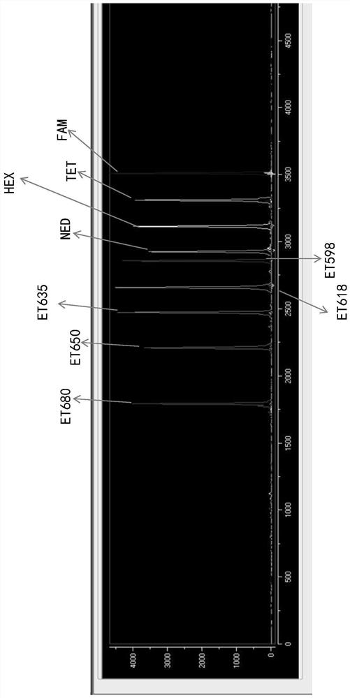 Fluorescent dyes, specific amplification primer pairs and typing methods that can be used for nine-color fluorescent str typing