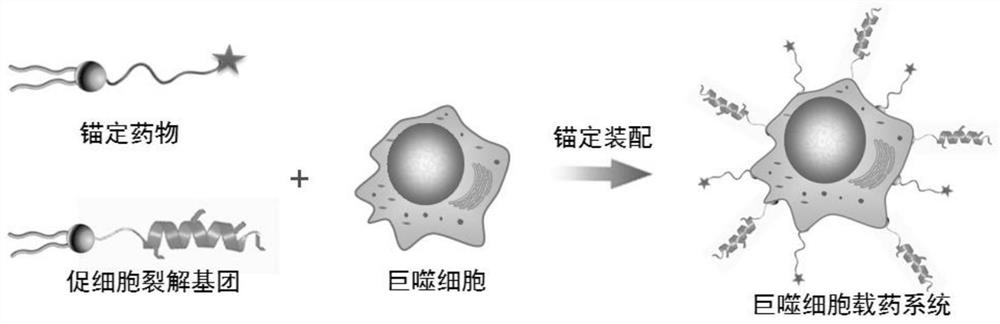 A living cell drug delivery system based on macrophages, its preparation method and application