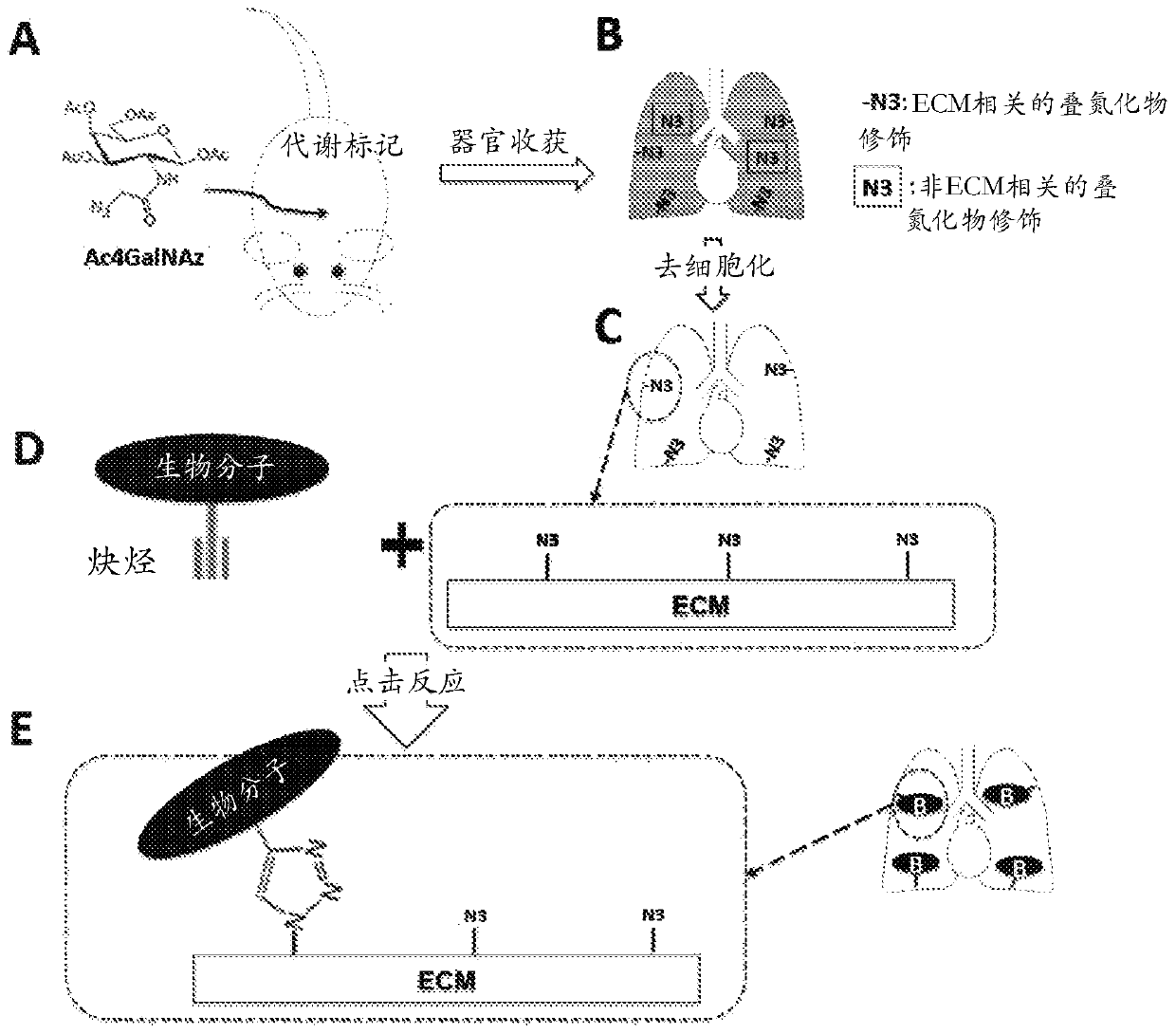 Metabolic labeling and molecular enhancement of biological materials using bioorthogonal reactions