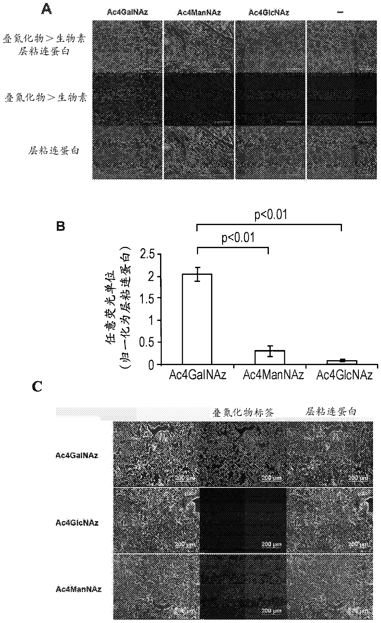 Metabolic labeling and molecular enhancement of biological materials using bioorthogonal reactions