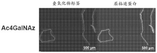 Metabolic labeling and molecular enhancement of biological materials using bioorthogonal reactions