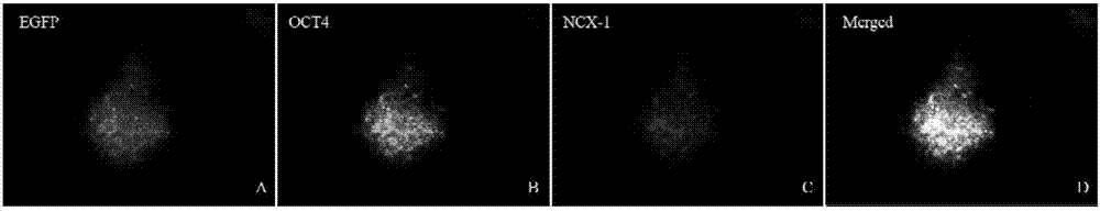 Method of combining salvianolic acid B to induce directed myocardiac differentiation of iPSCs by sodium-calcium exchanger 1 promoter