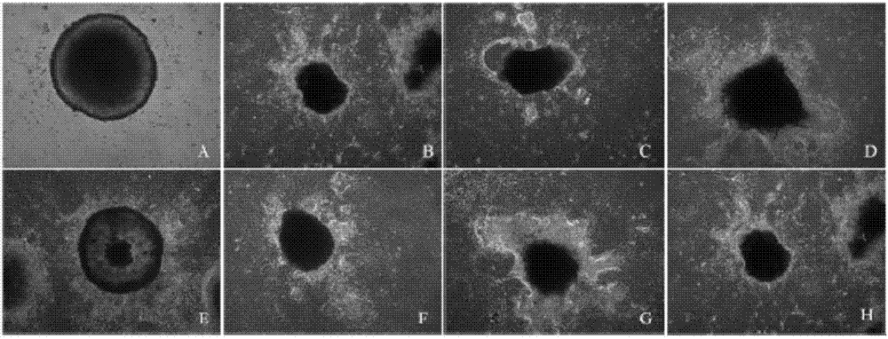 Method of combining salvianolic acid B to induce directed myocardiac differentiation of iPSCs by sodium-calcium exchanger 1 promoter