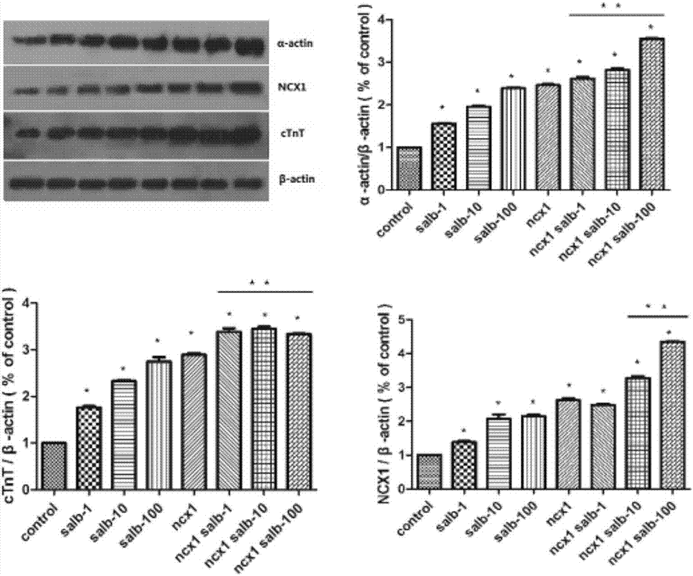 Method of combining salvianolic acid B to induce directed myocardiac differentiation of iPSCs by sodium-calcium exchanger 1 promoter