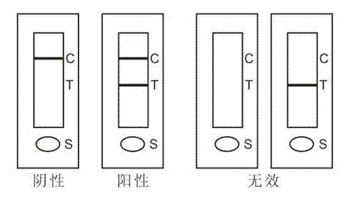 Immunochromatographic test paper for rapidly detecting bladder cancer by utilizing anti-nuclear matrix protein 22 antibodies and preparation method of test paper