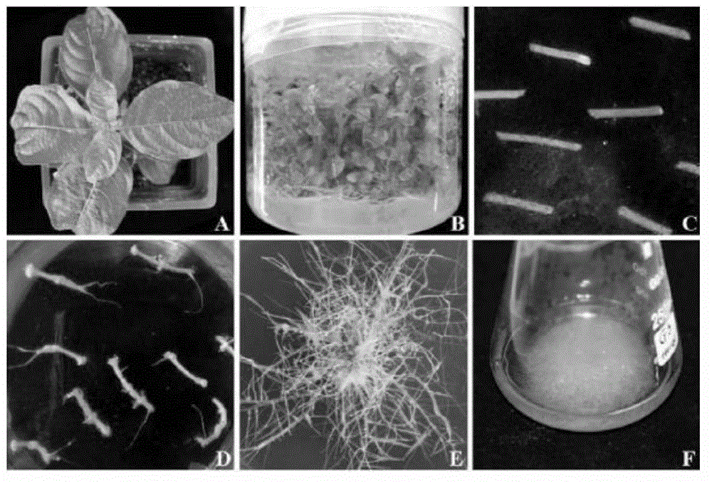 Preparation method of novel medicine source raw material of camptothecin