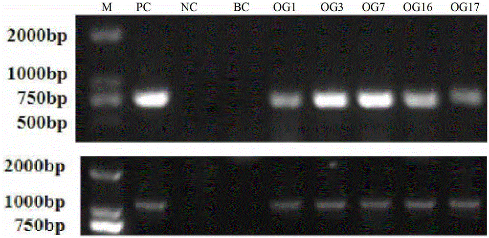 Preparation method of novel medicine source raw material of camptothecin